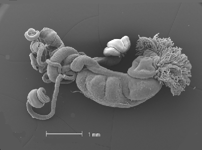 Cephalodiscus M'Intosh, 1882. Zooid.